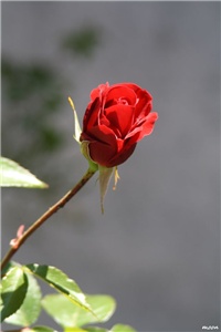 0c91e409-IMG_4660 penjačica.jpg